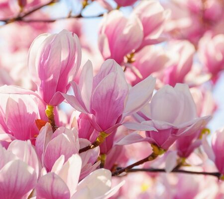 Nádherné magnólie. Čo viete o ich pestovaní?