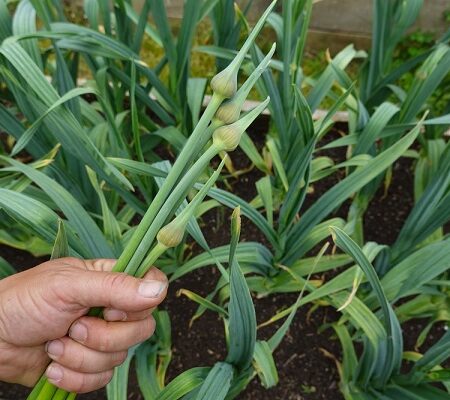 Odhlávkovanie cesnaku: Prečo je dôležité pre úrodu?