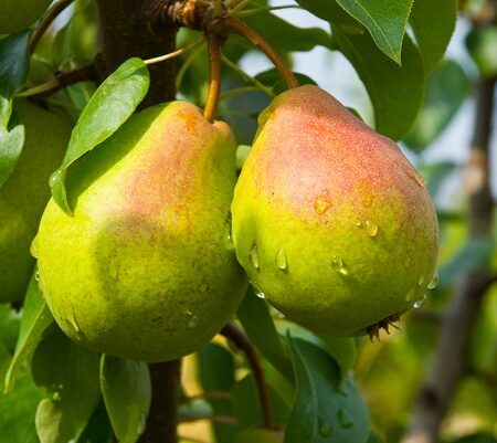 Ako rezať a tvarovať hrušky pre správnu úrodu