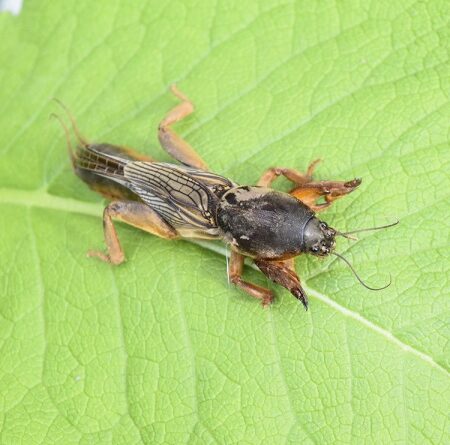 Medvedíky v záhrade, rady ako s nimi bojovať
