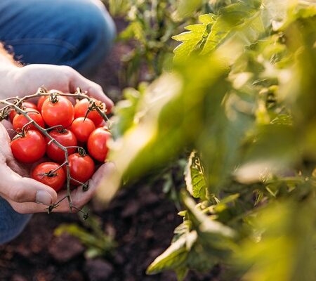 Práce v záhrade v júni: Pripravte sa na nasledovné
