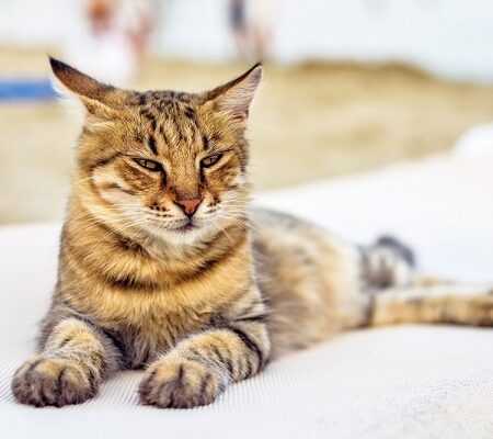 Mačka počas dovolenky: Ako sa o ňu postarať?