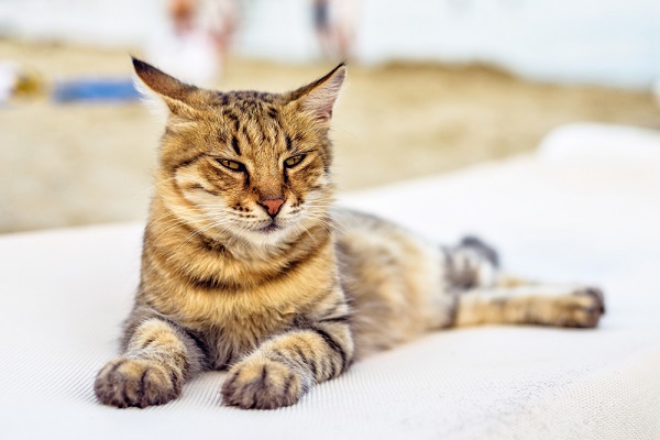 Mačka počas dovolenky: Ako sa o ňu postarať?