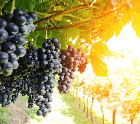 Zdravé hrozno nielen proti kŕčom, rakovine a astme