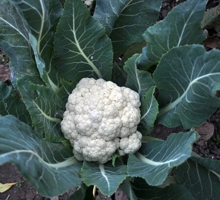 Prečo sadiť karfiol? Dodá vám tieto živiny