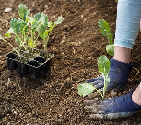 Pestovanie karfiolu je jednoduché vďaka týmto radám