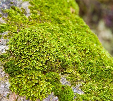 Sadíme mach v záhrade, existujú dve metódy