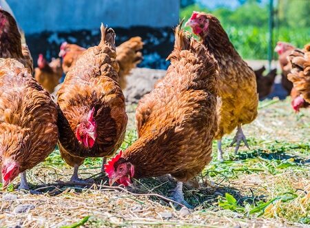 5 prekvapivých príčin, prečo vaše sliepky jedia vajcia