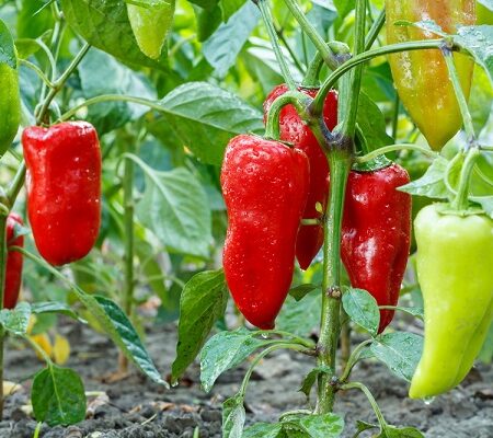 Červená paprika vo vašej záhrade: Toto všetko dokáže