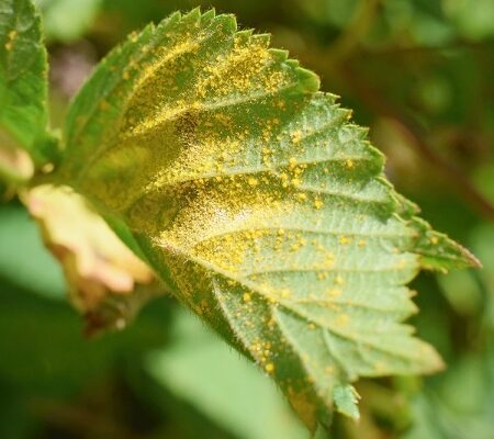 Hrdza na černiciach či pleseň. Pozor na tieto choroby