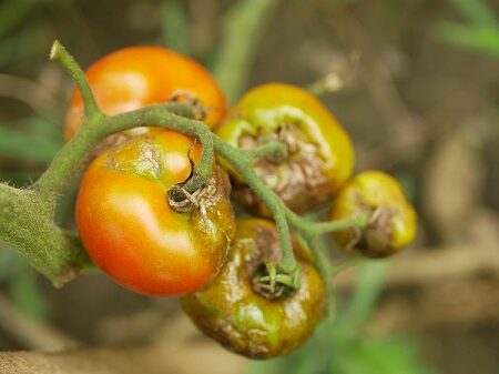 Psota rajčiaková: Pozor na nepriatelia paradajok