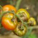 Psota rajčiaková: Pozor na nepriatelia paradajok
