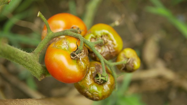 Psota rajčiaková: Pozor na nepriatelia paradajok