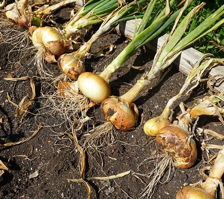 Cibuľa a cesnak v záhrade: Kedy je správny čas na zber?