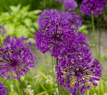 Spestrite kvetinovú záhradu. Vysaďte tento kvet