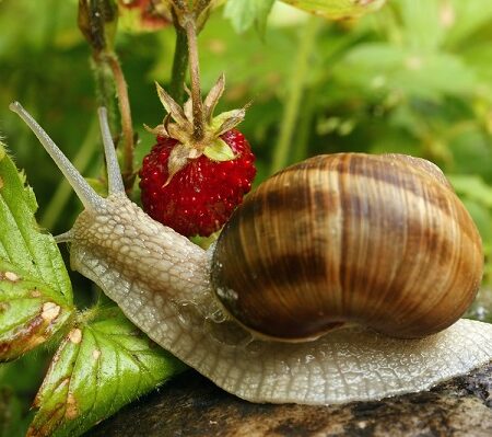 Zbavte sa slimákov znazorneních na fotke