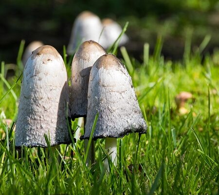 Hnojník obyčajný: Poznáte liečivú hubu z vášho kompostu?