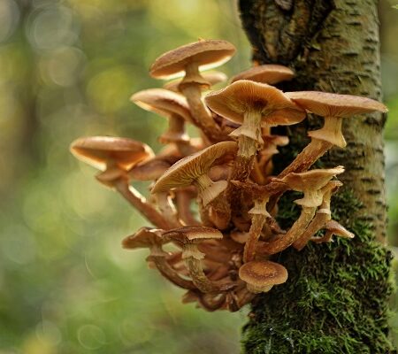 Prečo si vypestovať hlivu ustricovú doma? Výhody prekvapia!