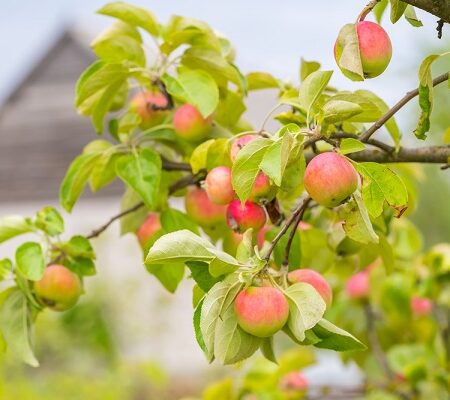 Prečo je dobrá prebierka plodov ovocných stromov