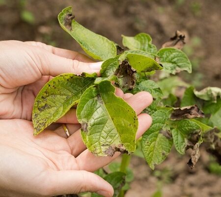 Pestovanie rajčín. Rastlina paradajky postihnutá plesňou paradajkovou s viditeľnými tmavými škvrnami na listoch.