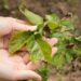 Pestovanie rajčín: Aké choroby môžu ohroziť úrodu