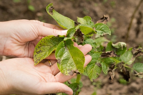 Pestovanie rajčín: Aké choroby môžu ohroziť úrodu