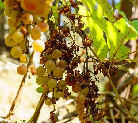 Zničené hrozno na viniči v dôsledku extrémnych teplôt a sucha