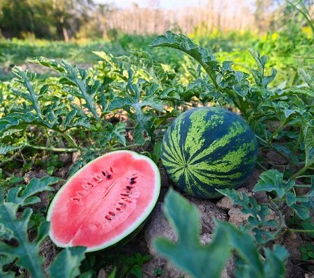 Pestovanie vodného melónu: Vodný melón na poli, jeden celý a jeden rozkrojený ukazujúci červenú dužinu so semenami, v pozadí zelené lístie a slnečné svetlo.