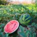 Pestovanie vodného melónu: Výsadba a zber