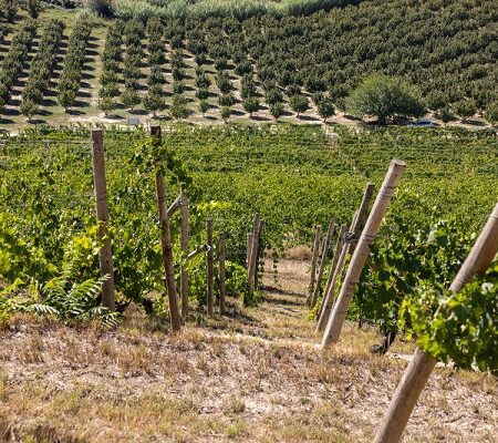 Fotografia vinice na svahu s husto usporiadanými radmi viniča a ovocných stromov v pozadí.