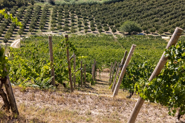 Fotografia vinice na svahu s husto usporiadanými radmi viniča a ovocných stromov v pozadí.