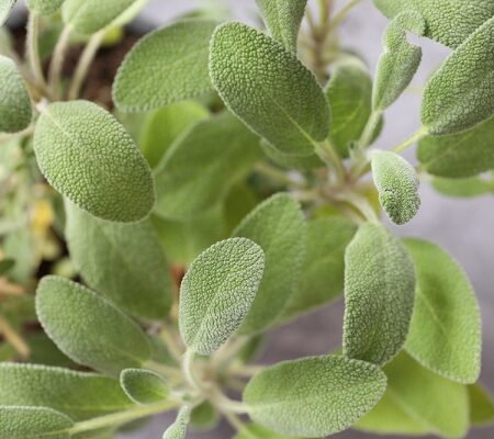 Pestovanie šalvie je celkom jednoduché, zistite ako na to.
