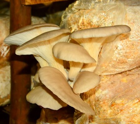 Pestovanie húb v pivnici: Húfy hlivy ustricovej rastúce na substráte