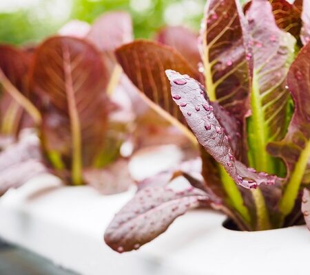 Akvapónia a hydropónia. Červený šalát pestovaný v akvaponickom systéme s kvapkami vody na listoch