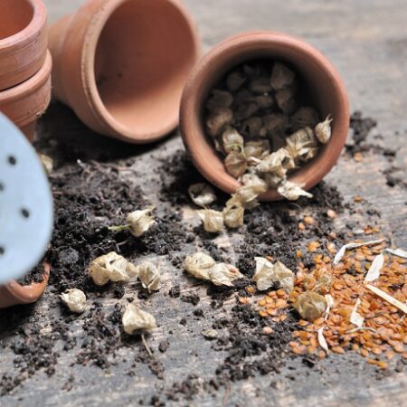 Zber semien: Rozsypané semená nechtíkov z hlineného kvetináča na drevenom povrchu.