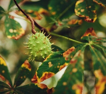 Choroby gaštana jedlého: Gaštanový plod na strome s postihnutými listami od choroby, zobrazené žlté a hnedé škvrny na listoch.