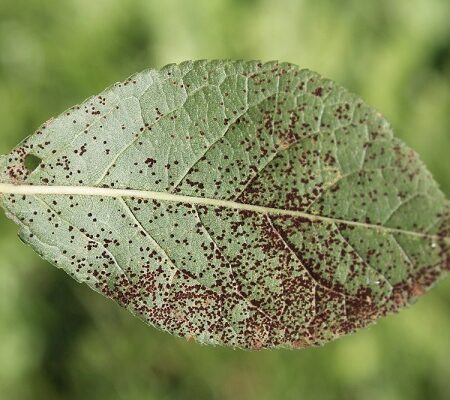 List slivky napadnutý hrdzou slivkovou s typickými hnedými škvrnami na povrchu.