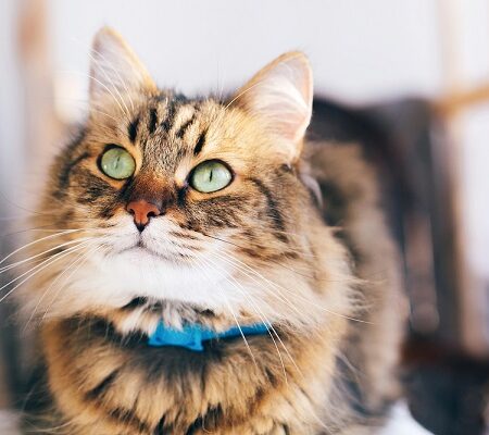 Kastrácia mačky: Krásna dlhosrstá mačka s hnedou srsťou a zelenými očami, nosí modrý obojok. Ideálna ilustrácia pre článok o sterilizácii a kastrácii mačiek.