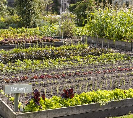 Ako zmeniť trávnik na vyvýšený zeleninový záhon. Úspešne vytvorené vyvýšené zeleninové záhony plné rôznorodej zeleniny v záhrade.