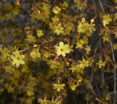 jazmín nahokvetý: Žlté kvety na vetve jazmínu nahého v jarnom období.