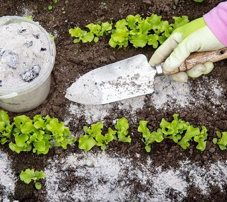 Záhradník používa popol z dreva na hnojenie záhrady.