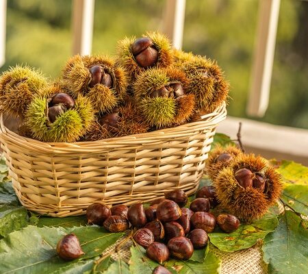 Gaštan jedlý a jeho účinky na naše zdravie. Košík plný gaštanov jedlých v ich prirodzenej šupke, položený na listoch na stole.