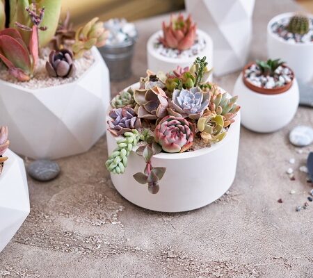 Rastlinné miniatúry: Rôzne druhy sukulentov v bielych geometrických kvetináčoch na stole, vytvárajúce štýlovú miniatúrnu záhradku.