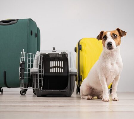 Príprava zvierat na leteckú prepravu. Pes sedí vedľa cestovných kufrov a prepravky, pripravený na cestu lietadlom.