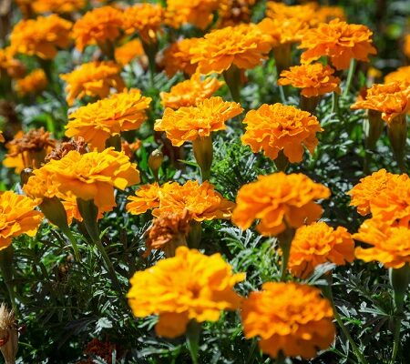 Zber semien z letničiek. nechtíky oranžovej farby zaliate slnkom.