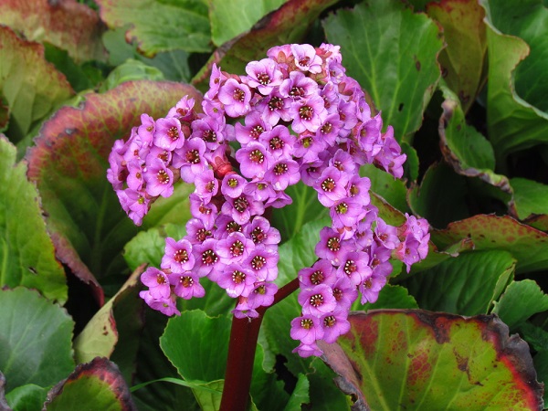 Bergenia cordifolia s ružovými kvetmi, odolná rastlina do vlhkých podmienok.