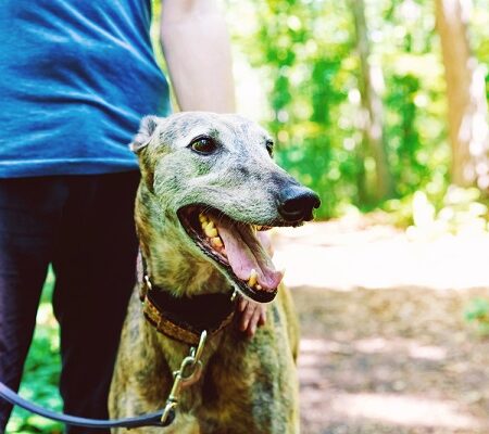 Výlety do prírody so psom: Pes na vodítku počas prechádzky lesom s majiteľom, pripravený na dobrodružstvo v prírode.