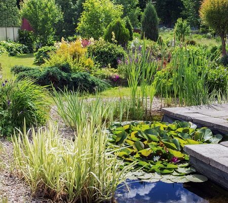 Rastliny odolné voči nadmernej vlhkosti.Rybník v záhrade s rastlinami odolnými voči nadmernej vlhkosti, vrátane leknín a vysokých tráv.