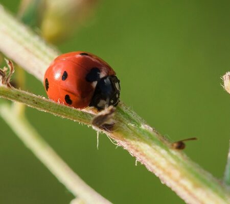 Červená lienka s čiernymi bodkami na stonke rastliny, prirodzený predátor vošíek v ekologickom záhradníctve.