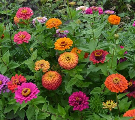 Pestovanie cínie: Farebné cínie rôznych druhov a farieb v záhrade, kvitnúce počas leta, obklopené zelenými listami.